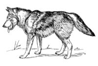 ausmalbilder wolf ausmalbilder wolf