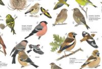 vogelbilder mit namen vogelbilder mit namen