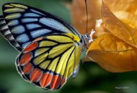 schmetterling bild echt schmetterling bild echt