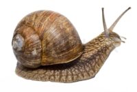 süße schnecken bilder