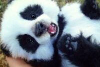 süße panda bilder süße panda bilder