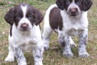 hund abzugeben kostenlos hund abzugeben kostenlos