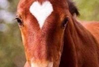 süße fohlen bilder