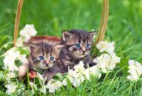 süße katze bilder süße katze bilder