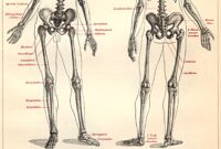 skelette zum ausdrucken