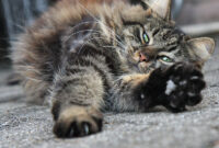 katzen engel bilder katzen engel bilder