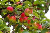 bild apfelbaum bild apfelbaum