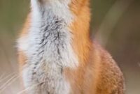 süse bilder süse bilder