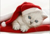süße weihnachtsbilder katzen