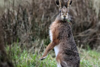 feldhasen bilder zum ausdrucken feldhasen bilder zum ausdrucken
