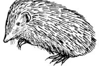 igel bilder zum drucken igel bilder zum drucken