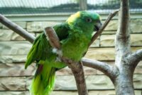 kleiner papagei kleiner papagei