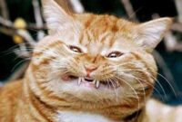 lustige bilder mit tieren lustige bilder mit tieren