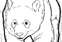 panda malvorlage panda malvorlage