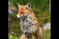 waldtiere bilder kostenlos waldtiere bilder kostenlos