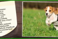 vorlage hund vorlage hund