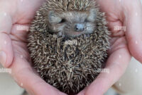 süsse igel bilder süsse igel bilder