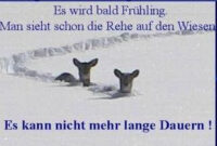 lustig winterbilder