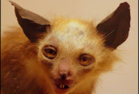 zufälliges tier zufälliges tier