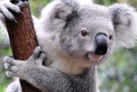 koala bilder koala bilder