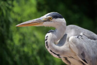wassernixen bilder wassernixen bilder