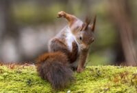 tierbilder lustig kostenlos