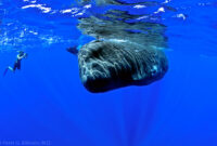 bilder wal bilder wal