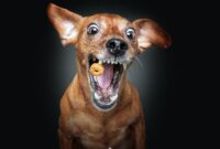 lustige schnappschüsse