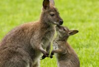 känguru bilder