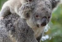 koala bilder koala bilder