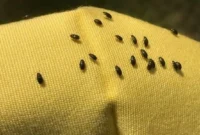 kleine käfer in wohnung kleine käfer in wohnung