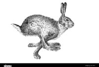 hase zeichnungen hase zeichnungen