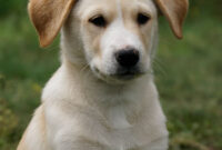 süßer hundeblick süßer hundeblick