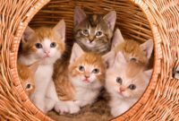 kostenlos katzenbilder