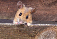 maus bilder kostenlos maus bilder kostenlos