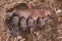 igel bilder süß igel bilder süß