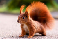 eichhörnchen bilder zum ausdrucken eichhörnchen bilder zum ausdrucken