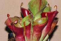 fleischfressende pflanze ausmalbild