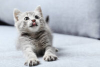 katzenbilder zum ausdrucken