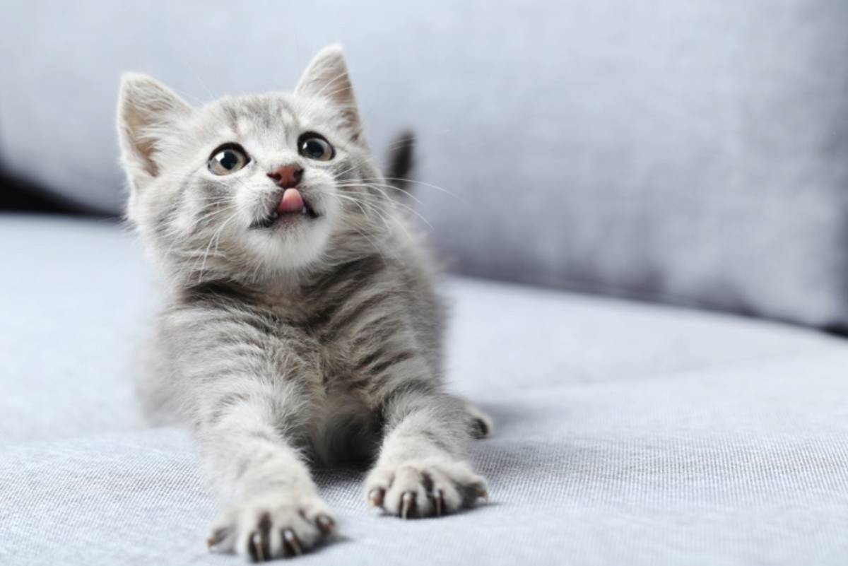 Ausmalbilder Katzen Das Beste Von 15 Katzenbilder Zum Ausdrucken