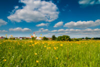 blumenwiese bild kostenlos blumenwiese bild kostenlos