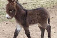 süße esel babys süße esel babys