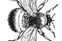 malvorlage hummel malvorlage hummel