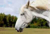 pferd bild pferd bild