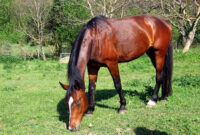 pferd bilder kostenlos