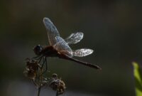 kostenlose fotos zum herunterladen