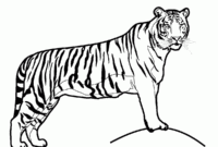tigerkopf ausmalbild