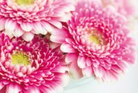 geburtstagsbilder frau blumen geburtstagsbilder frau blumen