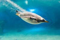 pinguine bilder kostenlos pinguine bilder kostenlos