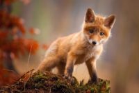 süße tierbilder kostenlos süße tierbilder kostenlos